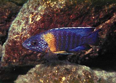 Aulonocara stuartgranti 'Chiloelo'